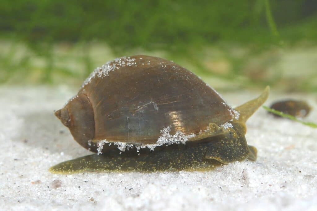 Ohr-Schlammschnecke (Radix auricularia)