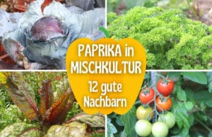 Paprika-Mischkultur