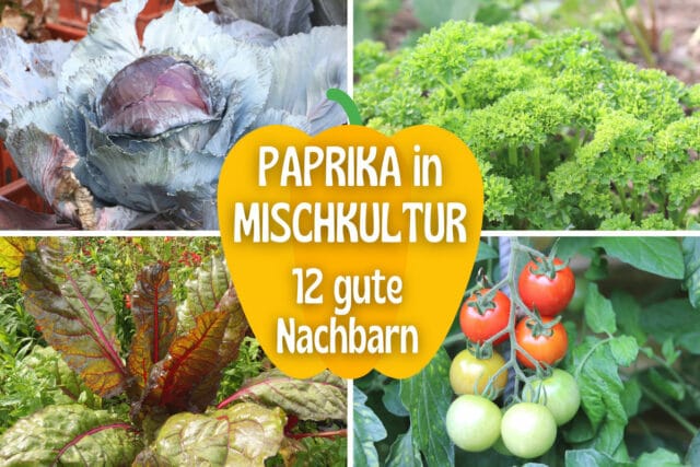 Paprika-Mischkultur