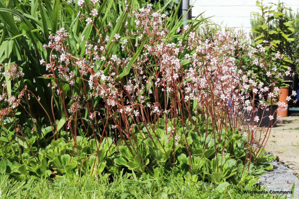 Porzellanblümchen (Saxifraga urbium)