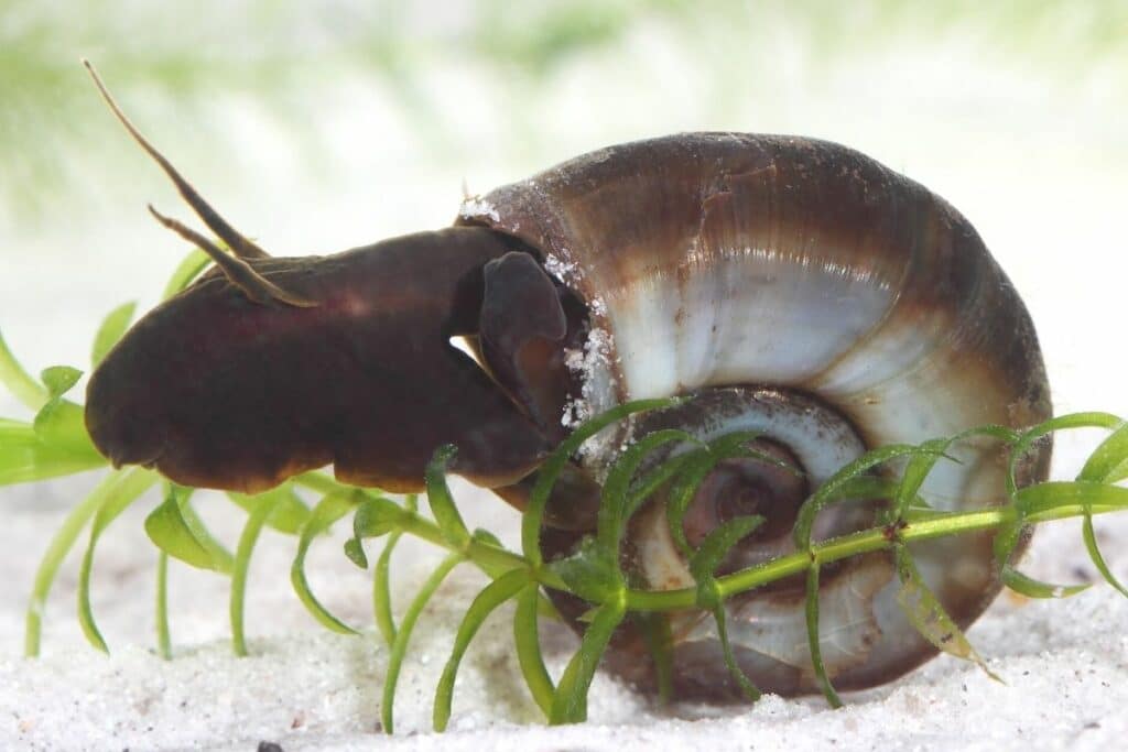 Posthornschnecke (Planorbarius corneus)