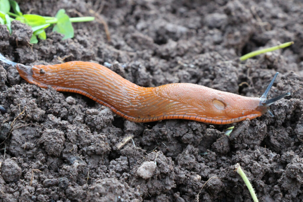 Rote Wegschnecke (Arion rufus)