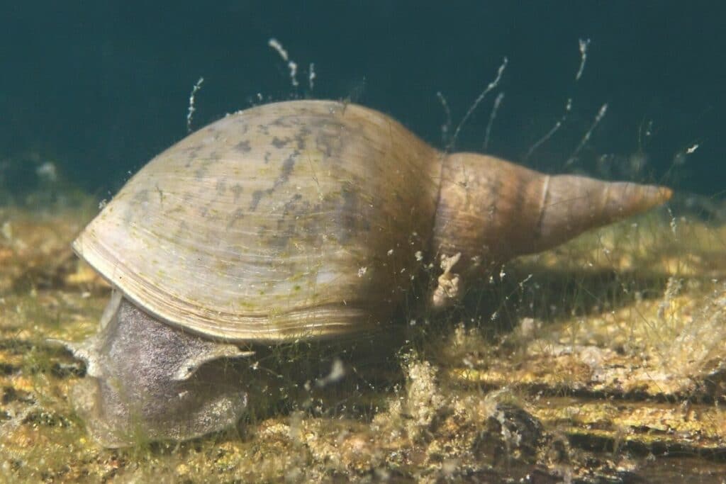 Spitzschlammschnecke (Lymnaea stagnalis)