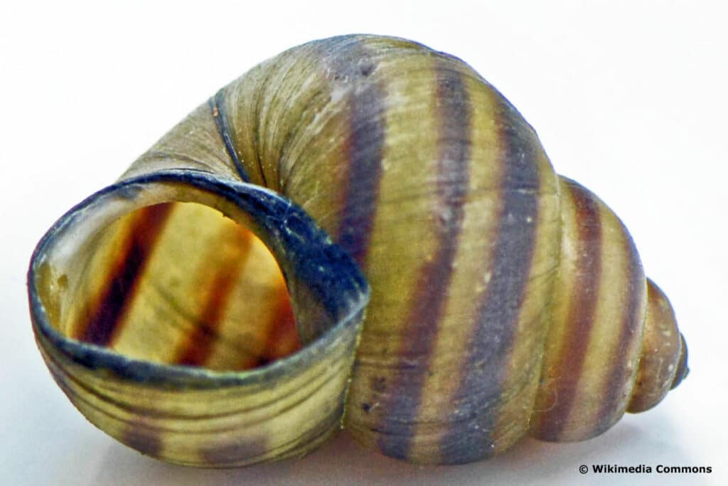 Stumpfe Sumpfdeckelschnecke (Viviparus viviparus)