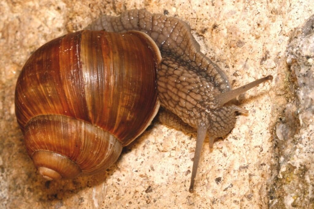 Weinbergschnecke (Helix pomatia)