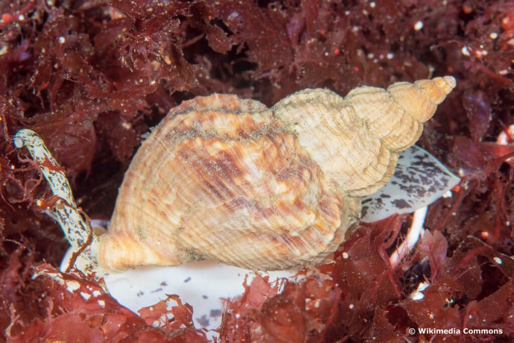 Wellhornschnecke (Buccinum undatum)