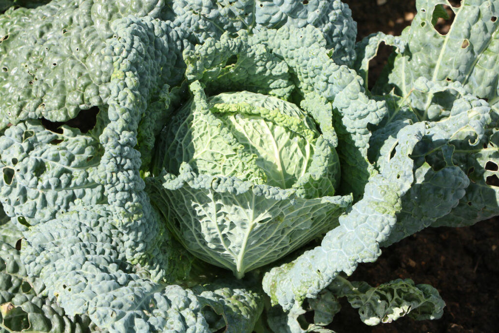 Wirsing (Brassica oleracea convar. capitata var. sabauda)