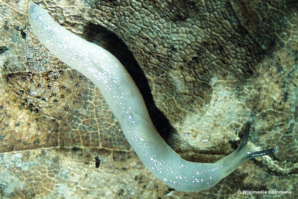 Wurmnacktschnecke (Boettgerilla pallens)