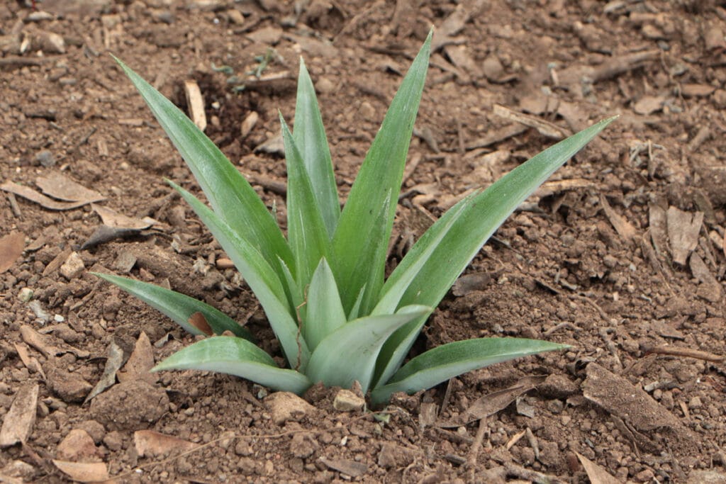 Ananas (Ananas comosus) wurzelt im Boden