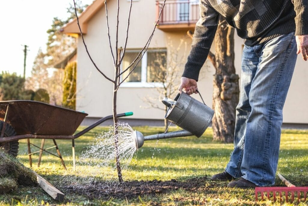 Apfelbaum pflanzen