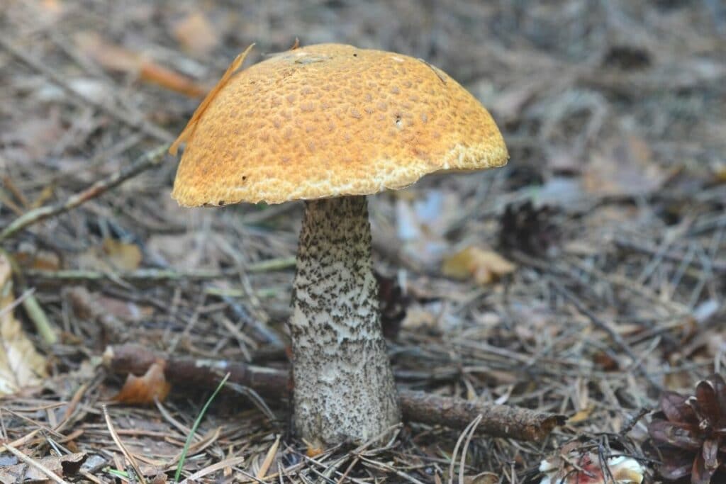 Birkenpilz (Leccinum scabrum)