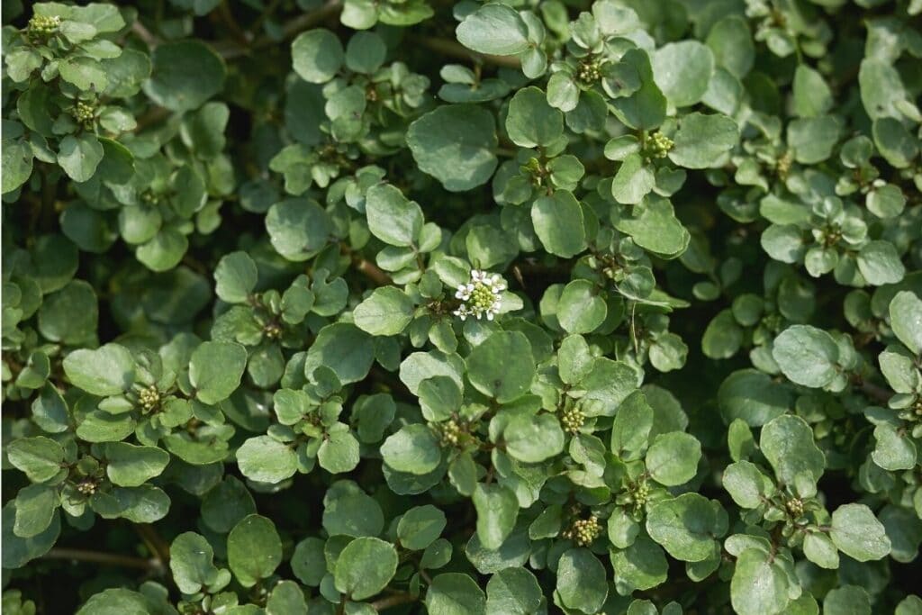 Brunnenkresse (Nasturtium officinale)