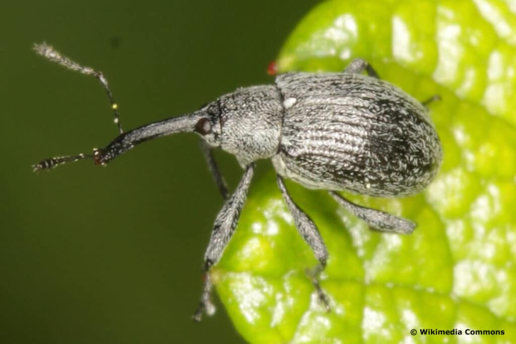 Schädlinge an Erdbeeren - Erdbeerblütenstecher (Anthonomus rubi)