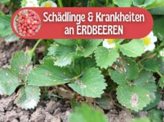 Schädlinge und Krankheiten an Erdbeeren