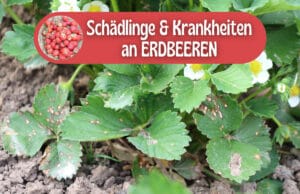 Schädlinge und Krankheiten an Erdbeeren