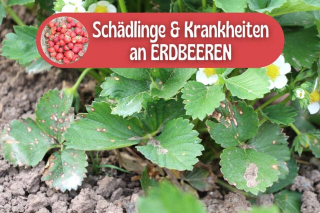 Schädlinge und Krankheiten an Erdbeeren