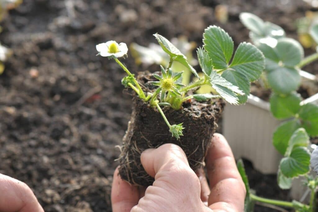 Erdbeeren pflanzen