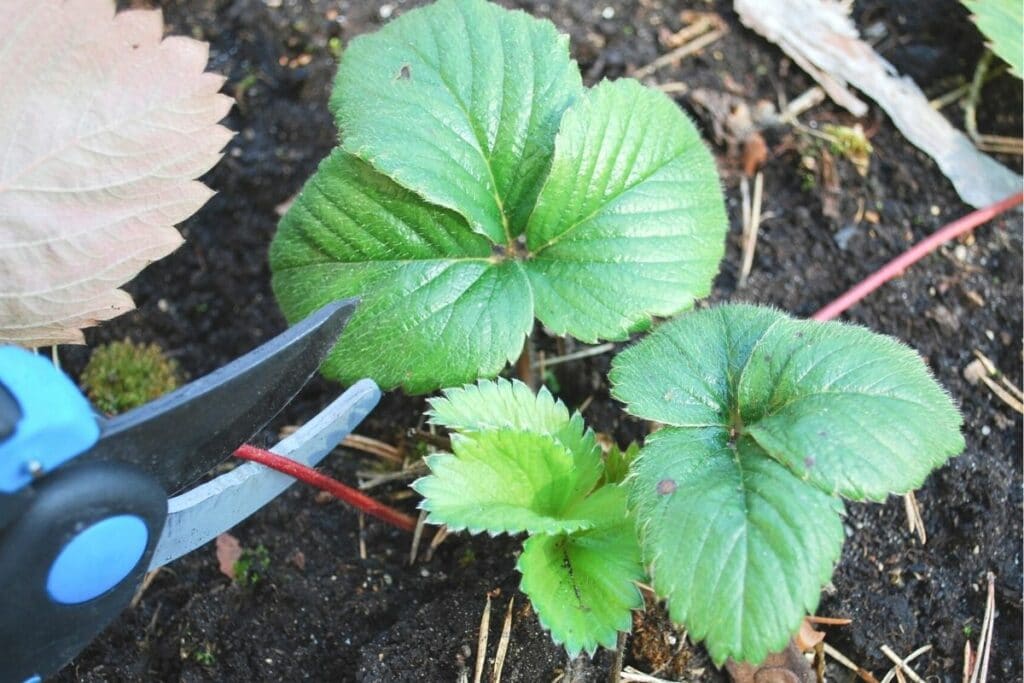 Erdbeeren überwintern - Laub schneiden