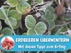 Erdbeeren überwintern