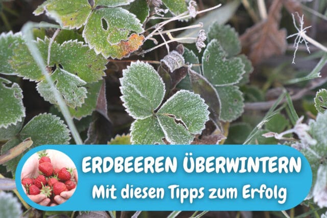 Erdbeeren überwintern