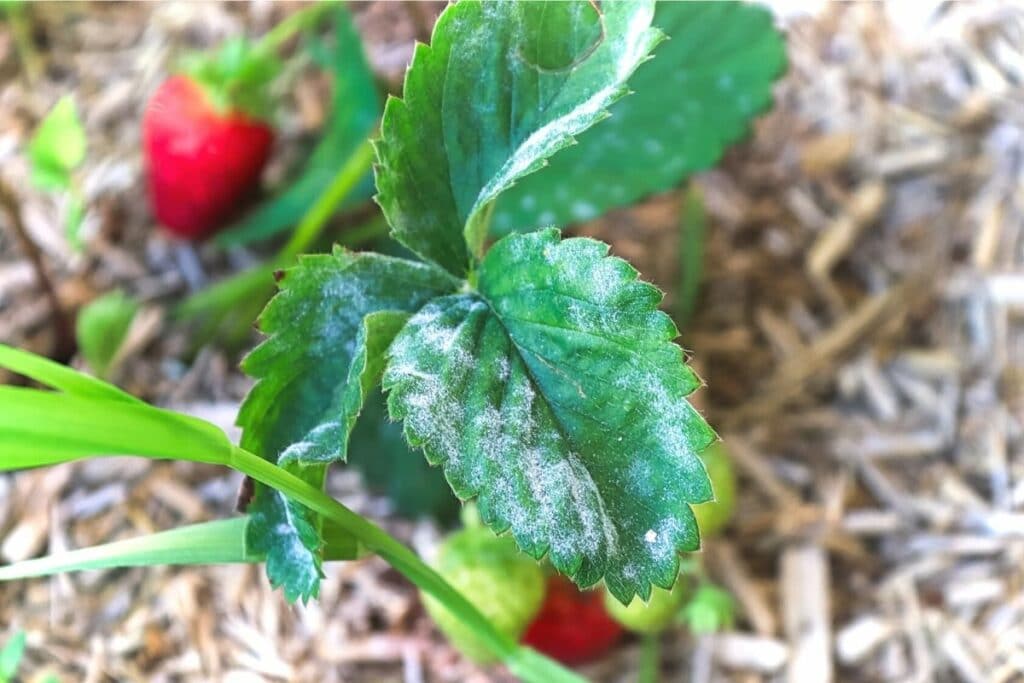 Krankheiten an Erdbeeren - Erdbeermehltau (Sphaerotheca macularis)