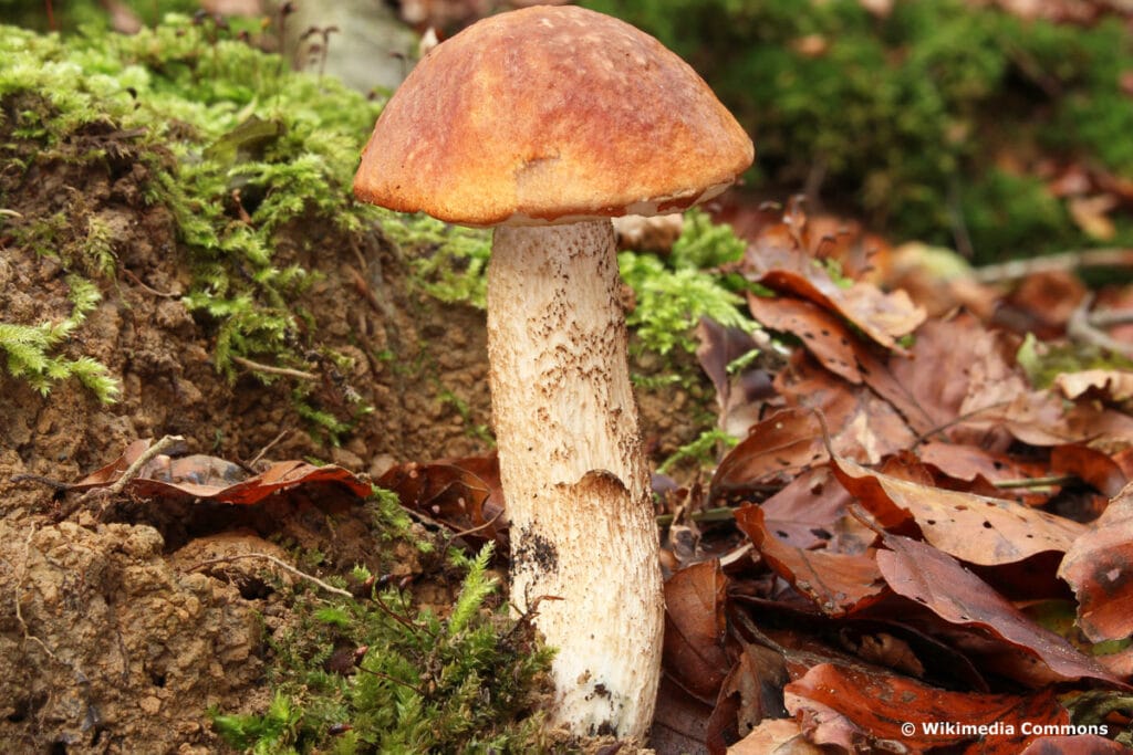 Espen-Rotkappe (Leccinum leucopodium)