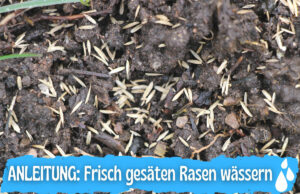 Frisch gesäten Rasen wässern