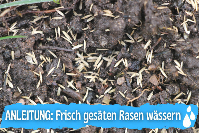 Frisch gesäten Rasen wässern