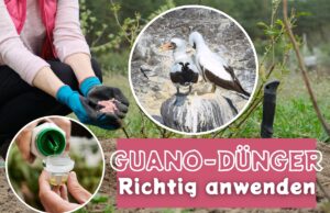 Guano-Dünger anwenden