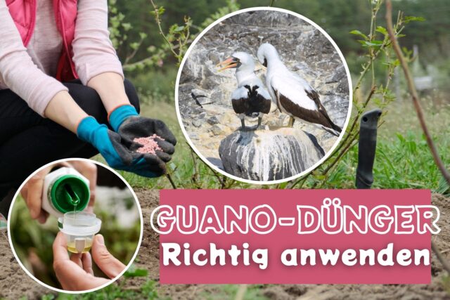 Guano-Dünger anwenden