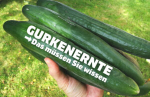 Gurken ernten