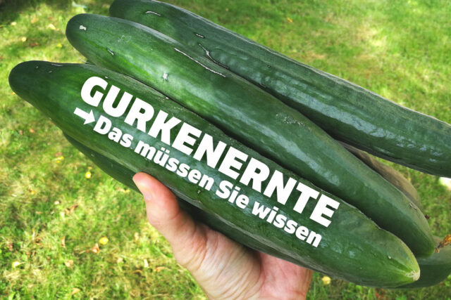 Gurken ernten