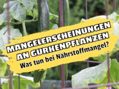 Mangelerscheinungen bei Gurken: 4 Anzeichen Mangelerscheinungen an Gurken