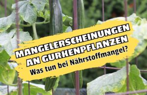 Mangelerscheinungen an Gurken