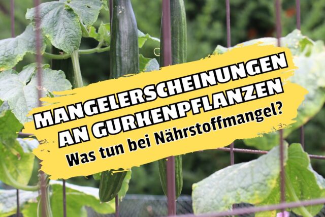 Mangelerscheinungen an Gurken