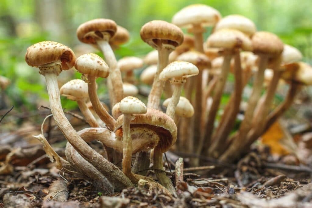 Honiggelber Hallimasch (Armillaria mellea)