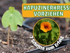Kapuzinerkresse vorziehen