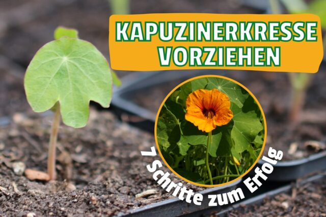 Kapuzinerkresse vorziehen