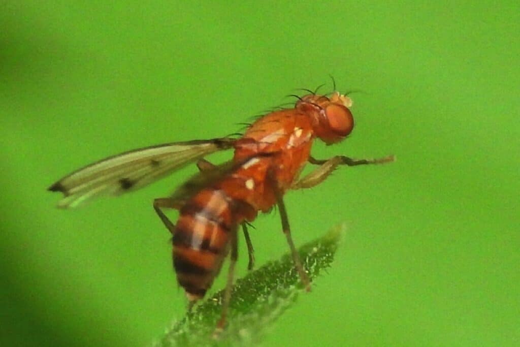 Schädlinge an Erdbeeren - Kirschessigfliege (Drosophila suzuki)