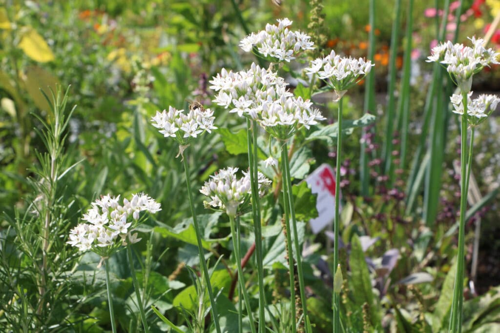 Knoblauch-Schnittlauch (Allium tuberosum)