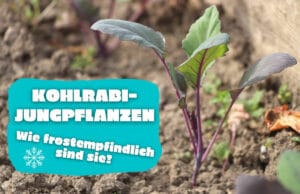 Wie viel Frost vertragen Kohlrabi-Jungpflanzen