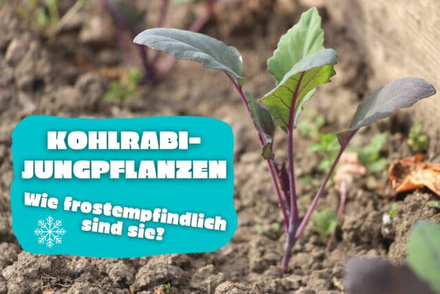 Wie viel Frost vertragen Kohlrabi-Jungpflanzen