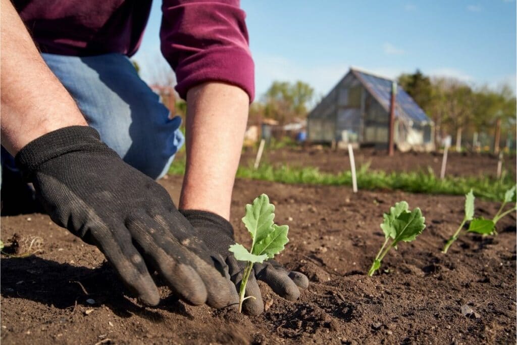 Kohlrabi-Jungpflanzen nach dem Frost ins Beet setzen