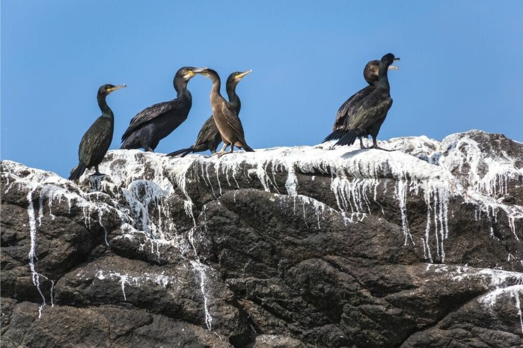 Kormarane auf Felsen mit Guano