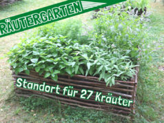 Welche Kräuter passen gut zusammen - nebeneinander pflanzen