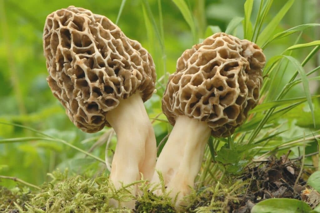 Morchel (Morchella esculenta)