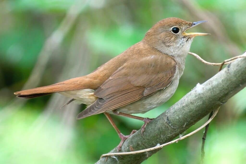 Nachtigall (Luscinia megarhynchos)