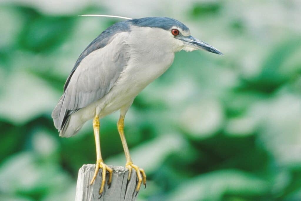 Nachtreiher (Nycticorax nycticorax)