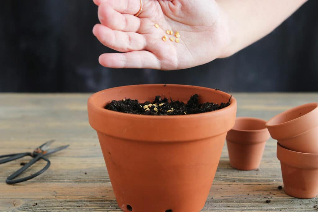 Paprika in Topf säen