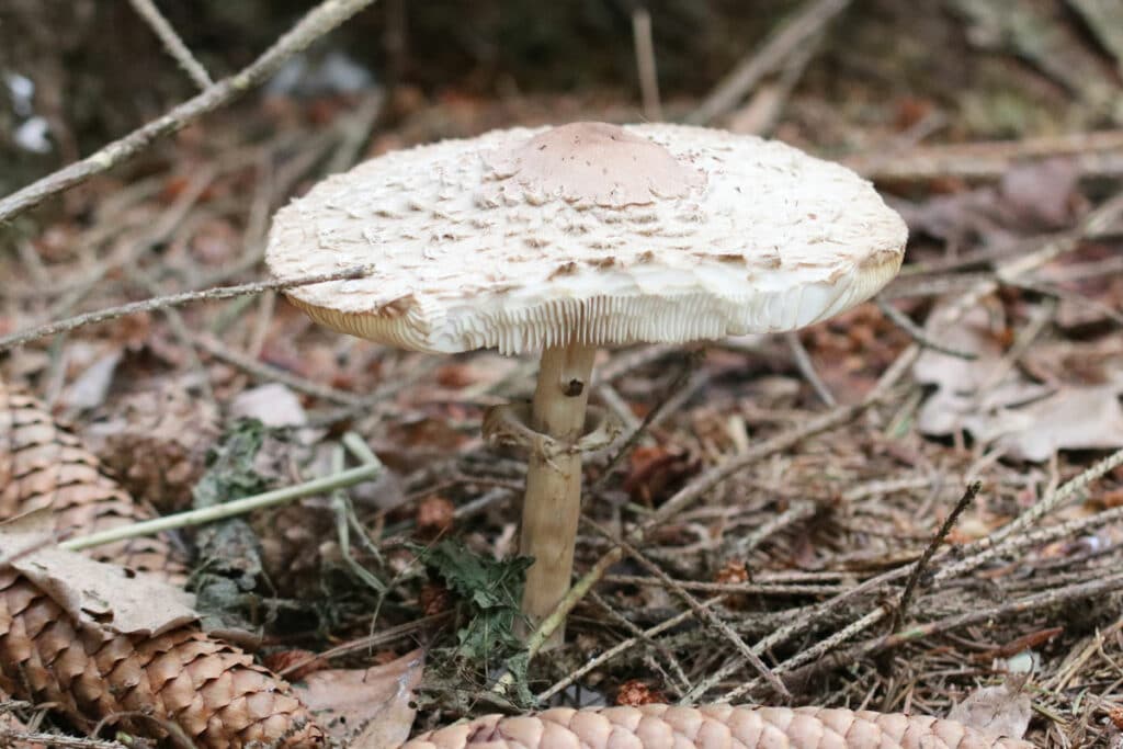 Parasol (Macrolepiota procera)